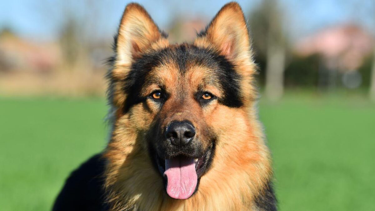 6 razze di cani così intelligenti da sembrare “telepatiche”: la numero 1 sorprende anche gli esperti