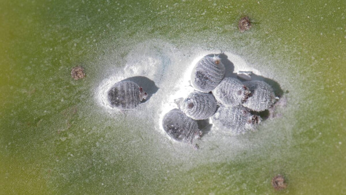 Cocciniglia del cotone o del carapace? Impara a differenziare i tipi e come agire contro ciascuno di essi