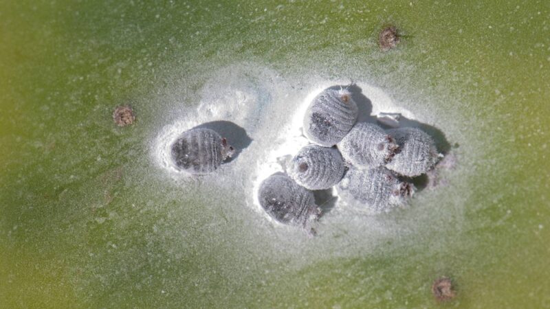 Cocciniglia del cotone o del carapace? Impara a differenziare i tipi e come agire contro ciascuno di essi