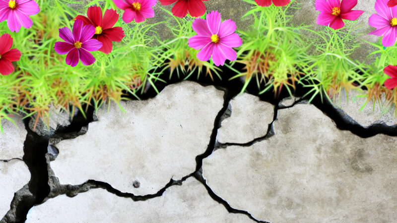 Questi bellissimi fiori crescono sul cemento, ignorano la siccità e riempiono comunque qualsiasi luogo di colore